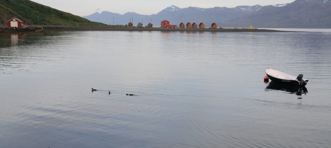 2014 Dookoła Islandii kamperem z napędem na cztery koła